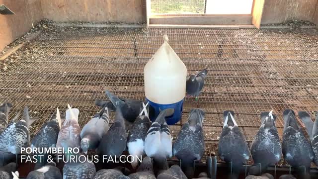 The Best Pigeon Movies, Ranked