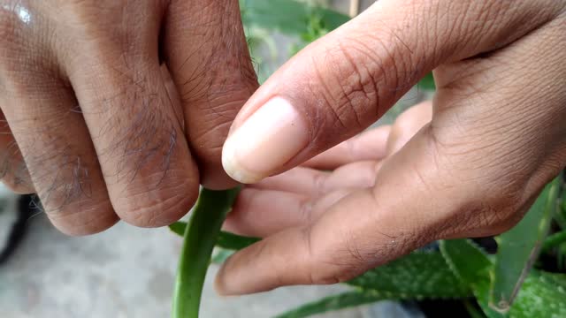 cara menumbuhkan bunga krokot di atas aloevera | portulaca belajar tumbuh