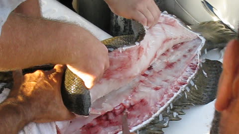 Fileting baby Jew Fish (Goliath Grouper)