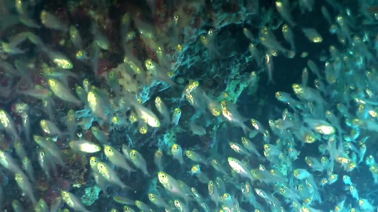 UNDER WATER Red Sea Life video