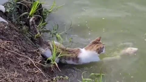 The cats are hunting fish on the river