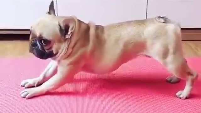 Dog excersize