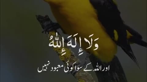 Islamicvideos