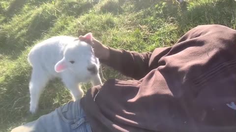 Cute Lamb Needs Attention