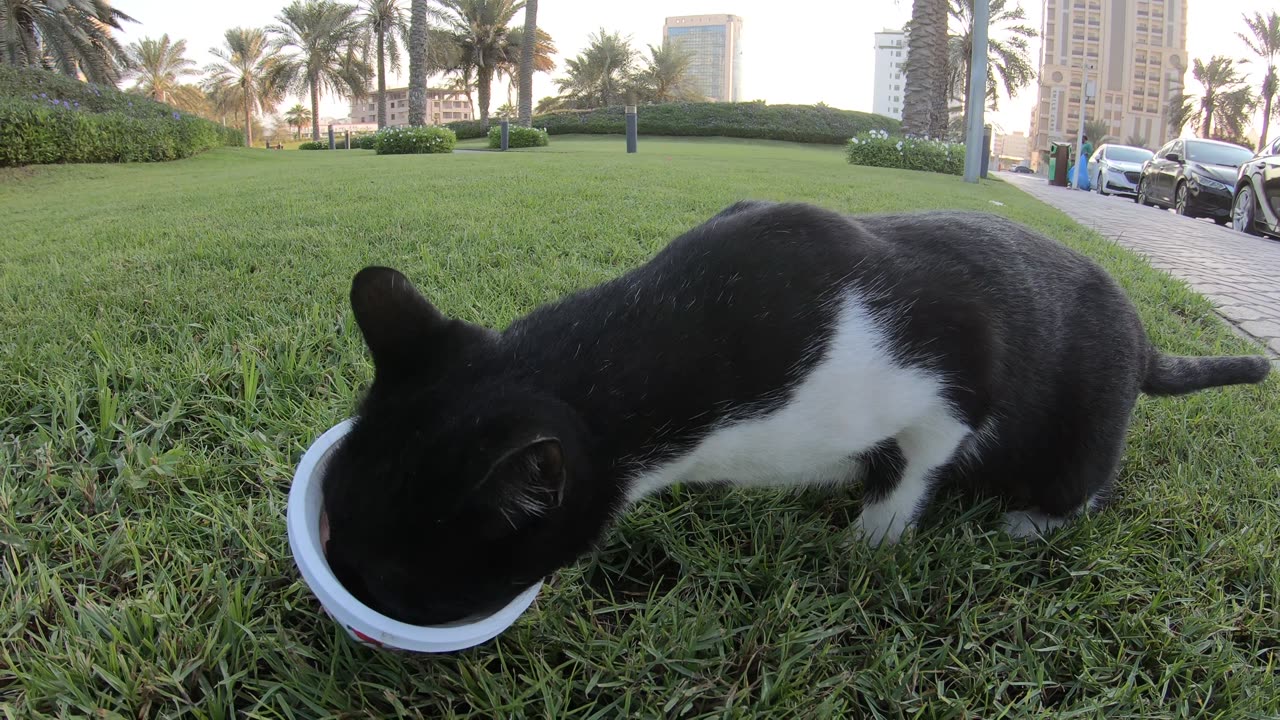 Homeless cat in Ras Al Khaimah, UAE: RIHANNA #cat #cats #Rihanna #foryou #UAE #pets #pet #viral #4u