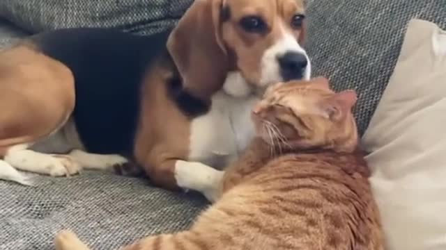 Dog freezes after realizing she's on camera grooming the cat's on camera. grooming the cat