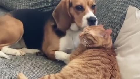 Dog freezes after realizing she's on camera grooming the cat's on camera. grooming the cat