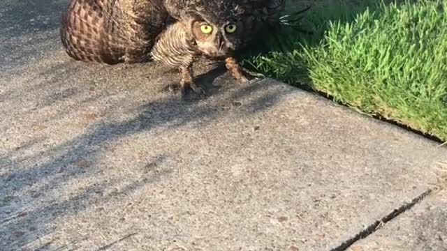 Injured owl vs cat