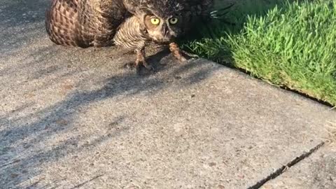 Injured owl vs cat