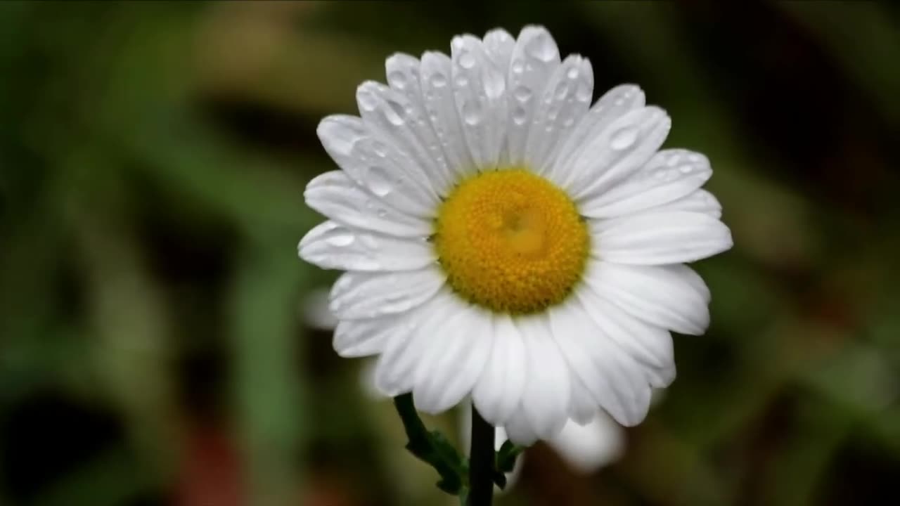 Beautiful Morning Dew Drops on Flowers ,Fresh Morning Relaxation Music