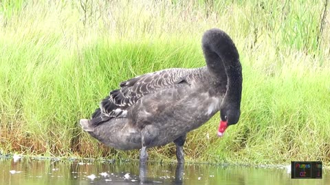 More Elegant Black Swans