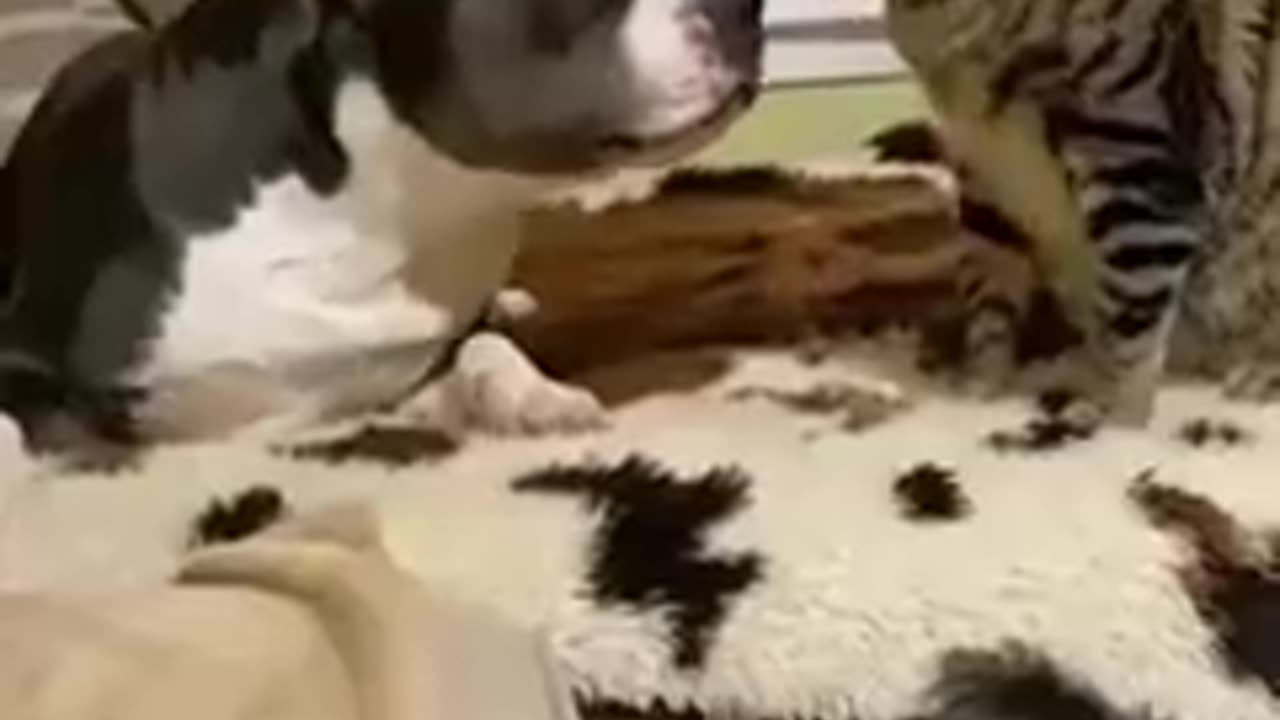 best-funny-animal-videos-2022-funniest-cats-an.
