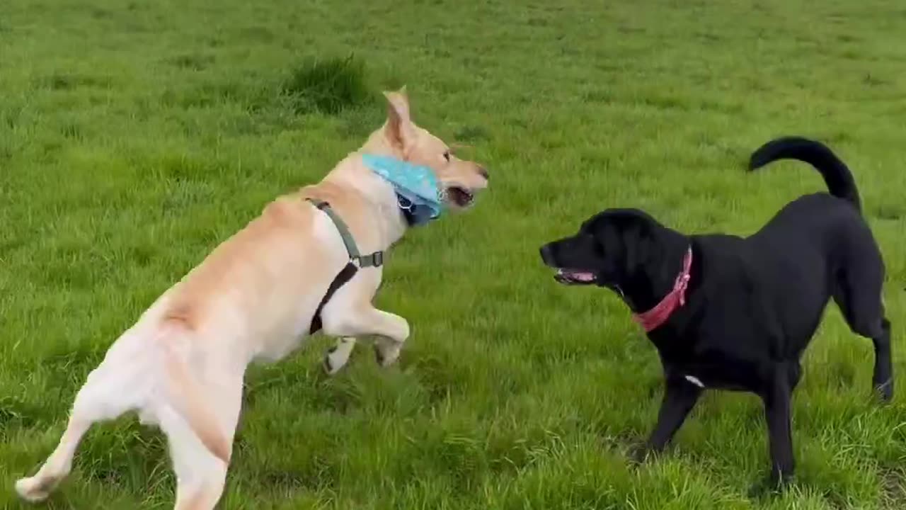 Friend dogs Playing | Dog | Discovering the Joys of Dog Playing