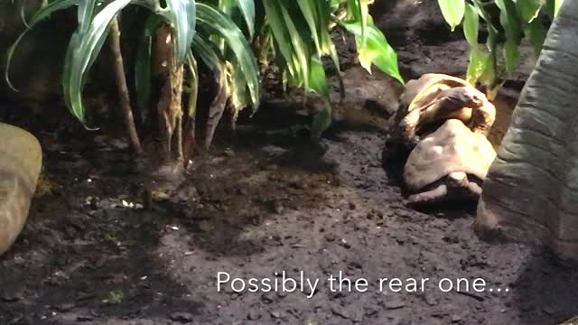 Tortoise asks his mate for a piggyback ride