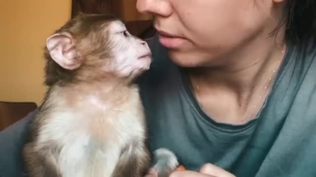 Monkeyhasanafternoonsnacko