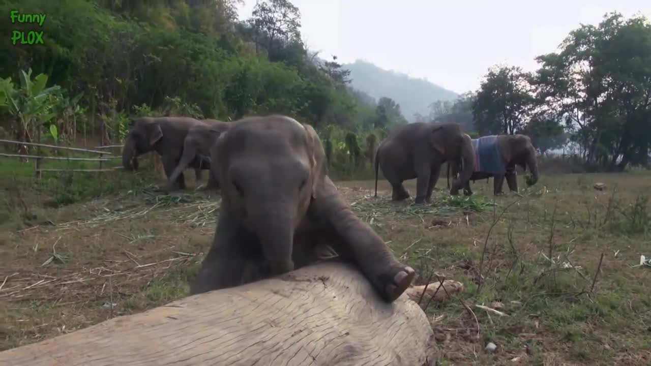 Funny baby Elephant 💕