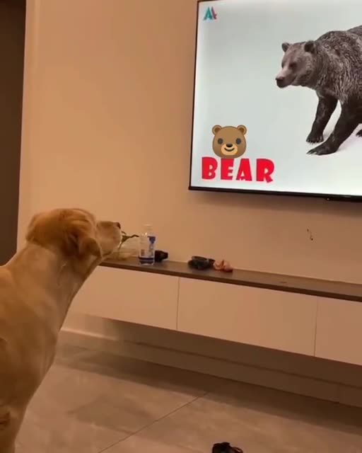 Don't understand.😄