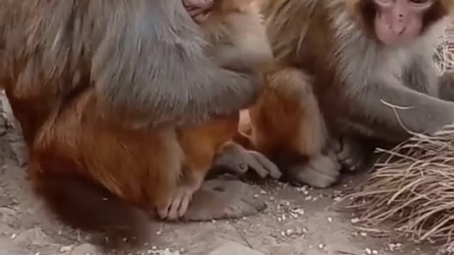 Monkeys