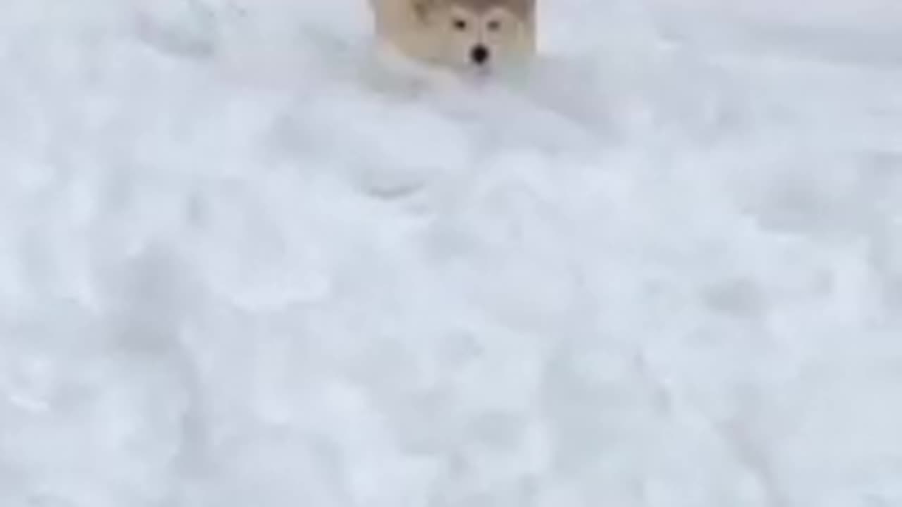 Alaskan Malamute snow puppy