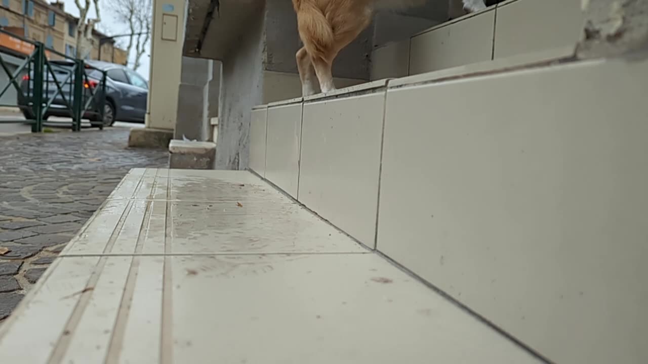 2023-02-27 (1) - Maya fait sa promenade - Twitch Meutemediatique