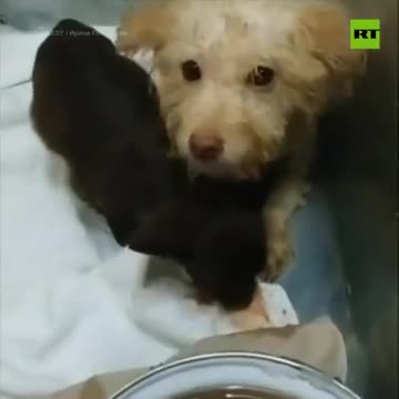 Canine Overcrowding: More Than 100 Dogs Rescued