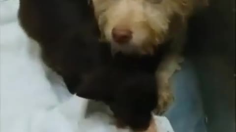 Canine Overcrowding: More Than 100 Dogs Rescued