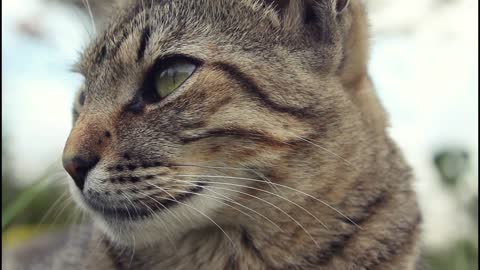 Animal Feline Kitten Pet Eyes Kitty Adorable Fur