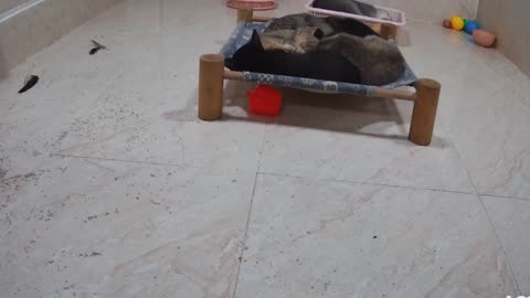 Dog and Cat Videos 3