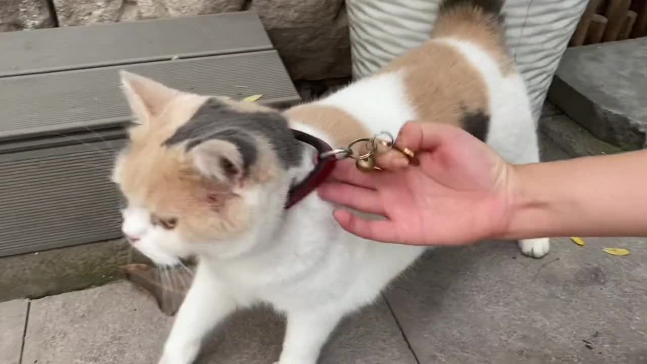 Met a cat, thought he was a stray