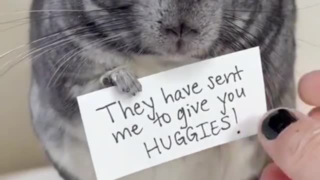 Huggies Wuaggies From Fluffy Chinchilla 😍😘🤤 #chinchilla #shorts #shortsfeed