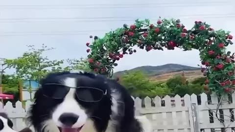 fun with dogs dogs make your day better