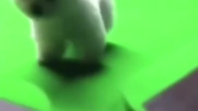 Funny animals, Cats, part 09