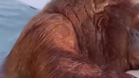 The orangutan looks very comfortable in the water