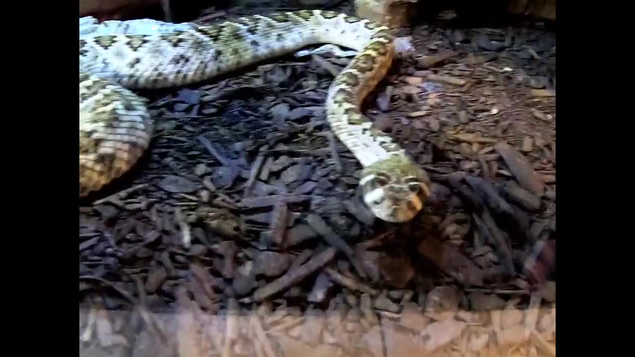 Western Diamondback Rattlesnake (Shedding)