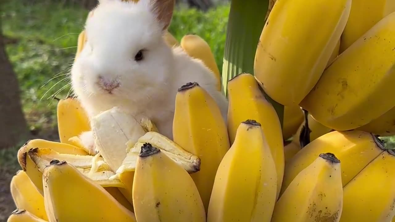 Little rabbit stealing a banana 😂# Cute pet # rabbit # Golden Sun Original