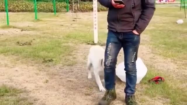 Does your dog know to be led#pet #dog #fyp #cute #clever #leash