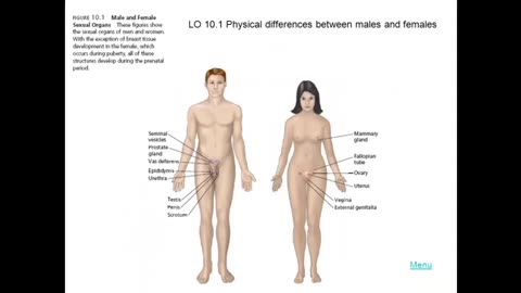 Male and Female Skeletal Bone Differences