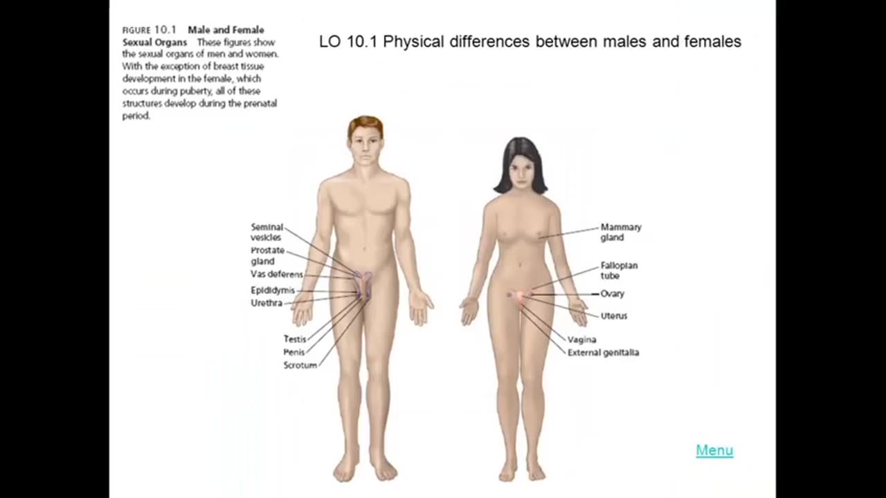 Male and Female Skeletal Bone Differences