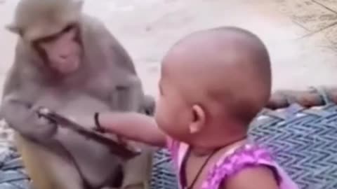 Monkey Beautiful HD Photography