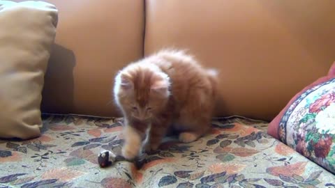 little kitten playing with its toy