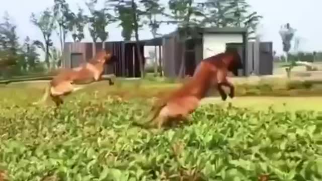 👆Shepherd dogs can💪