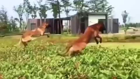 👆Shepherd dogs can💪