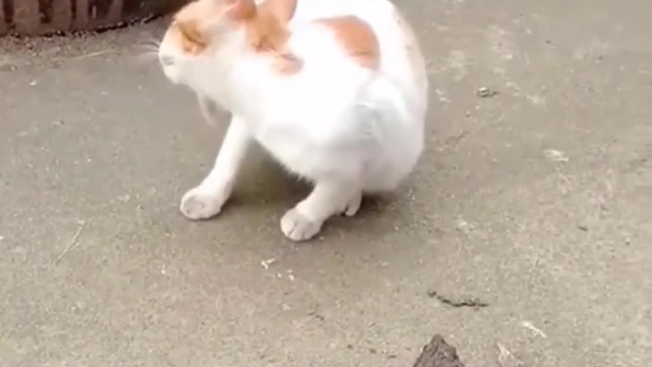 Cut and Funny animals