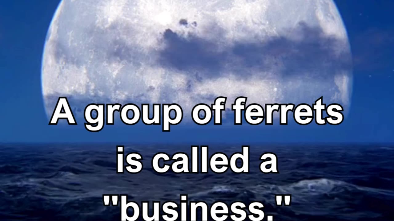 A group of ferrets is called a business.