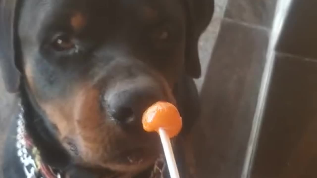 Dog Eating Lolipop