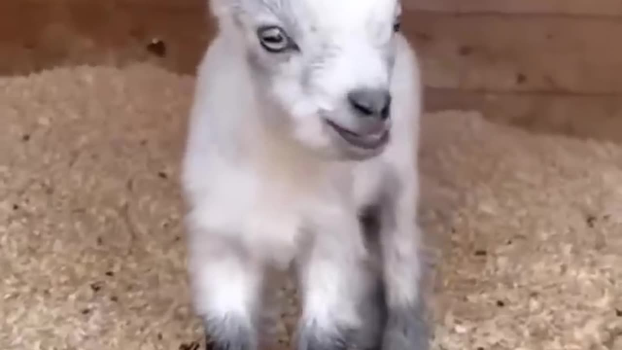 Adorable baby cute video