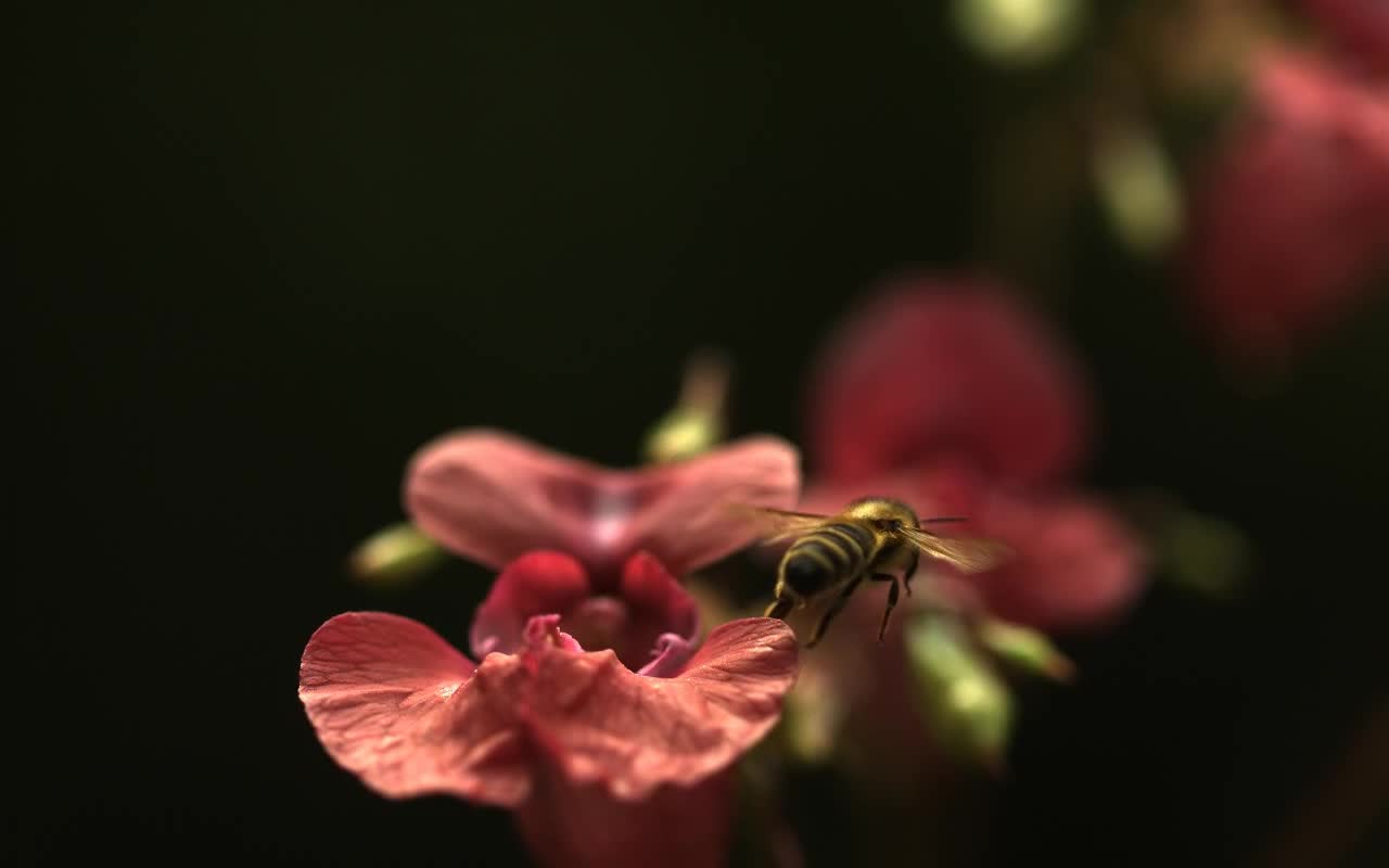 A slow motion shot showing how hard it is for bees to fly, whose wings are not proportional to their weight