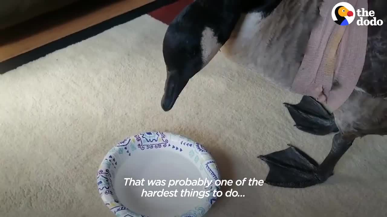 Guy Teaches His Rescued Gosling How To Fly | The Dodo Soulmates