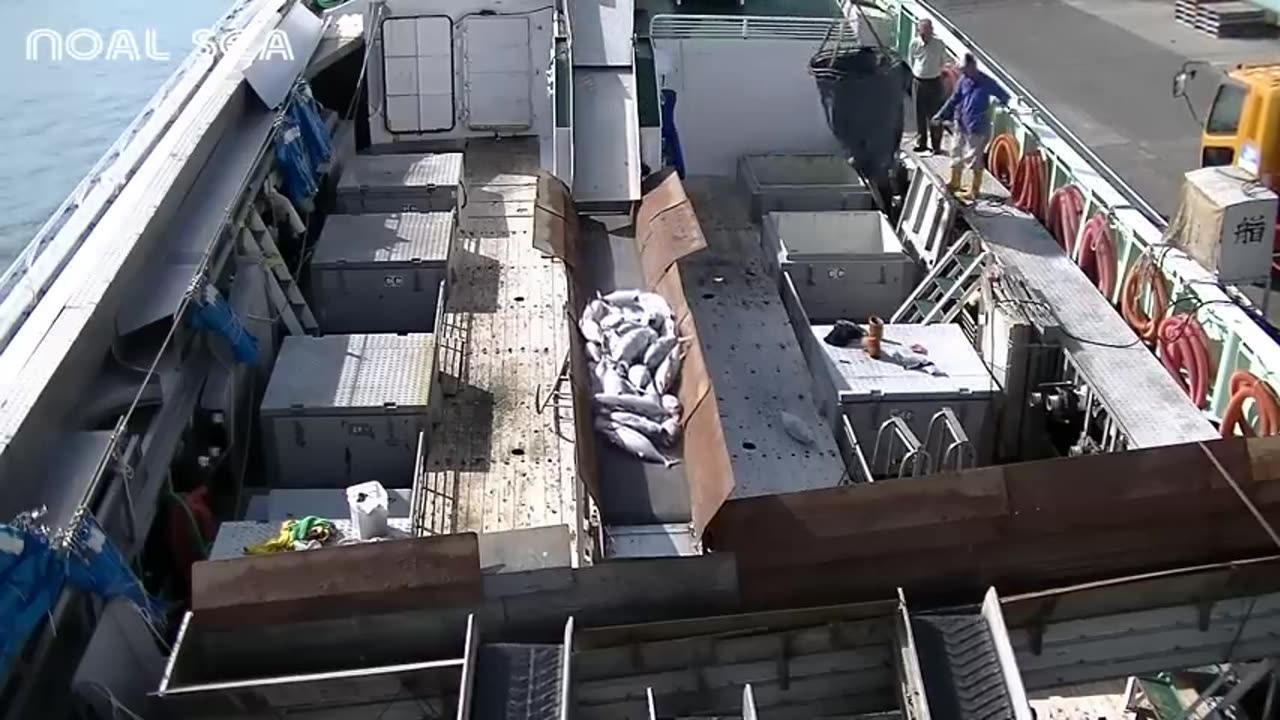 Frozen Tuna Processing Line in Factory - Tuna Processing and Packing