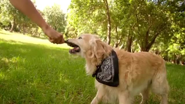 Man playing with labrador dog and stick in park❤️😘